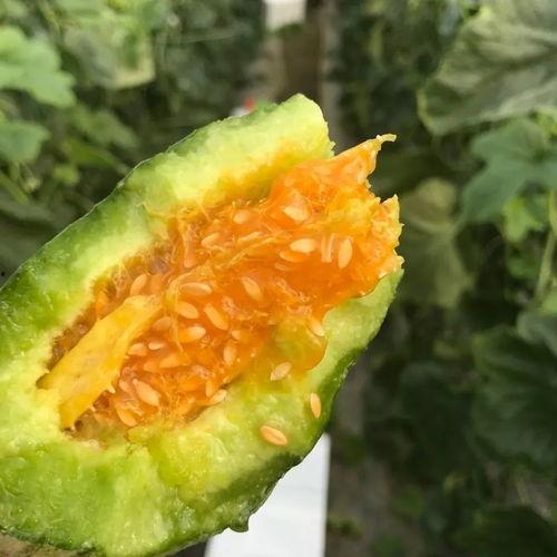 吃瓜网红高清头像,揭秘吃瓜网红高清头像背后的魅力 第2张 吃瓜网红高清头像,揭秘吃瓜网红高清头像背后的魅力 第2张